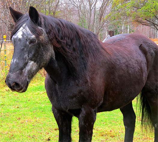 Elderly Horses